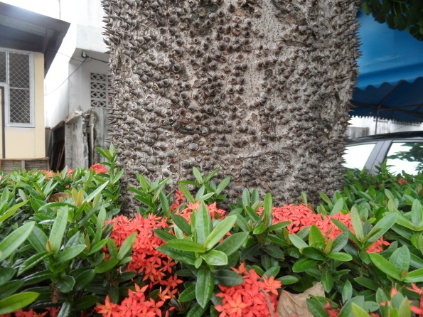 grosser Baum mit Blumen