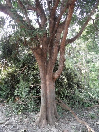  Baum