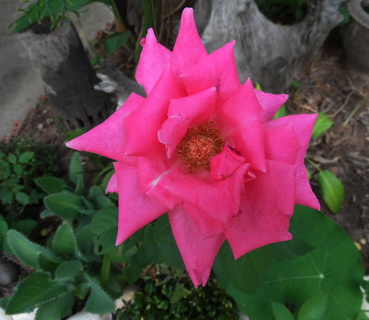 rosa Blume