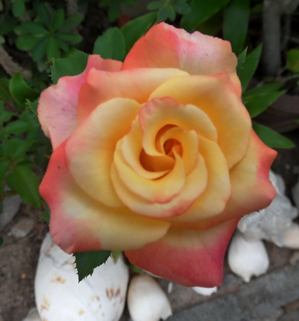 rot-gelbe Rose