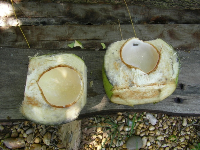 kokosnuss aufgeschnitten