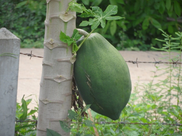 pappayafrucht