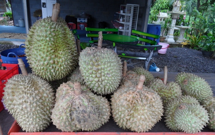 durianfrucht