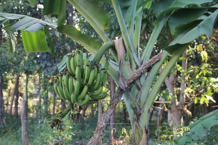 bananenstaude
